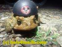 /home//u458753944/public_html/sourcegallery////////////////Roxborough Toad Detour/2026/2026-04-13/P4131615.JPG